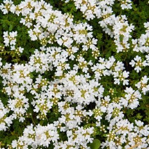 Dúška včasná (Thymus praecox) ´ALBIFLORUS´, kont. P9